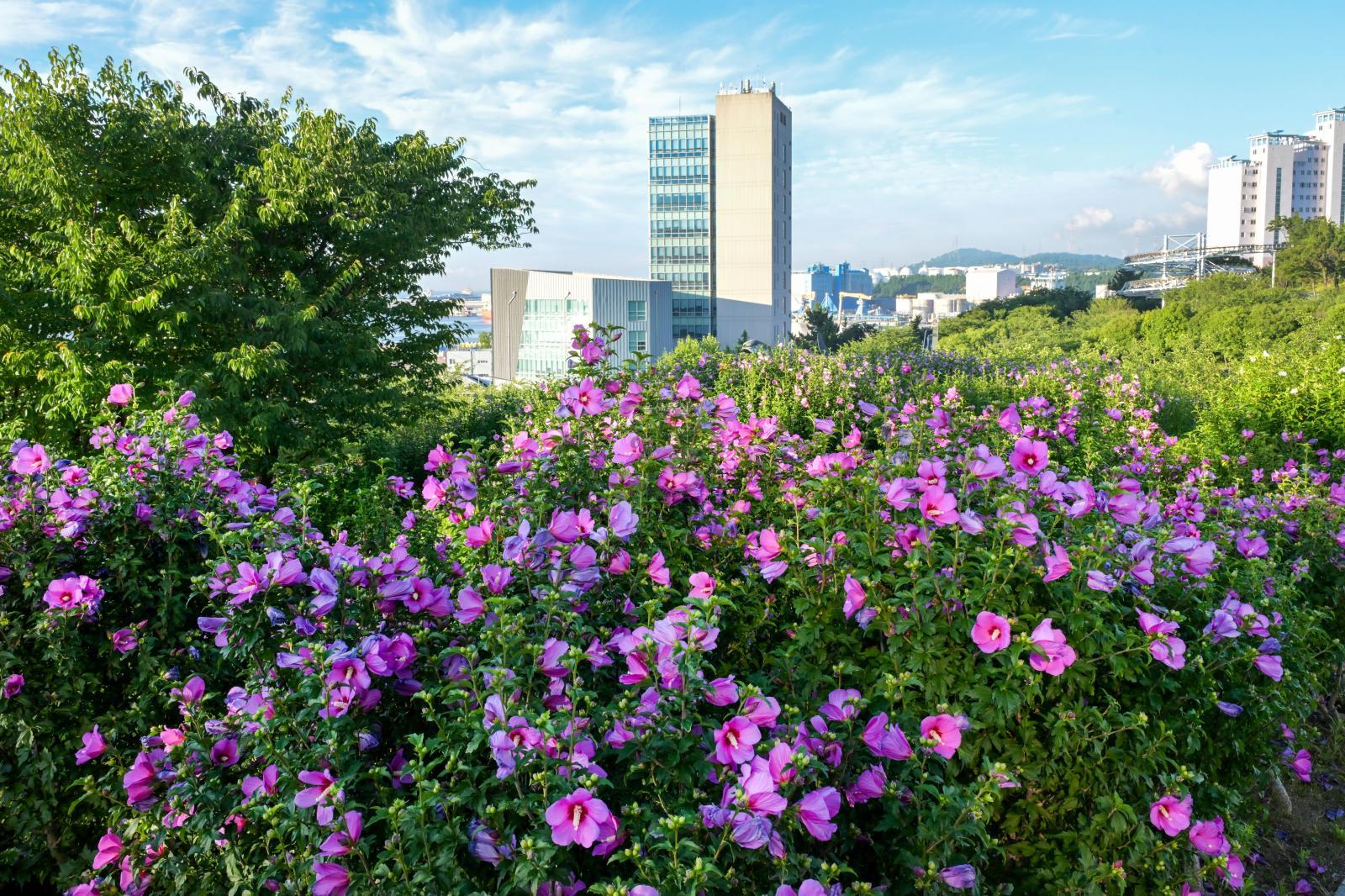 장생포무궁화동산 의 사진