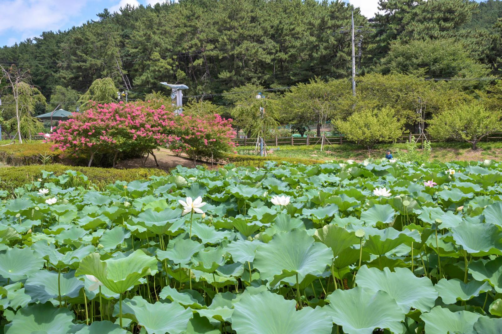 선암호수공원 제2연꽃지 의 사진