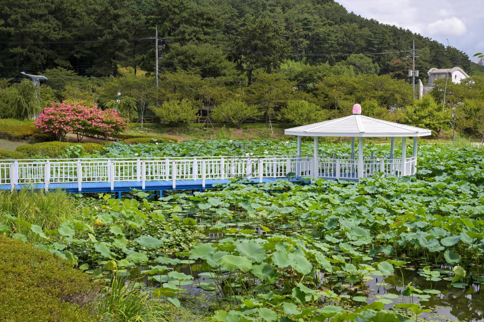 선암호수공원 제2연꽃지 의 사진