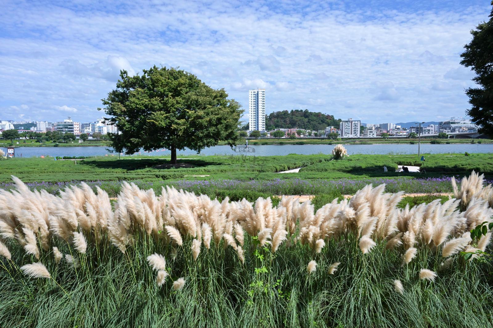 태화강그라스정원(팜파스그라스, 버베나) 의 사진