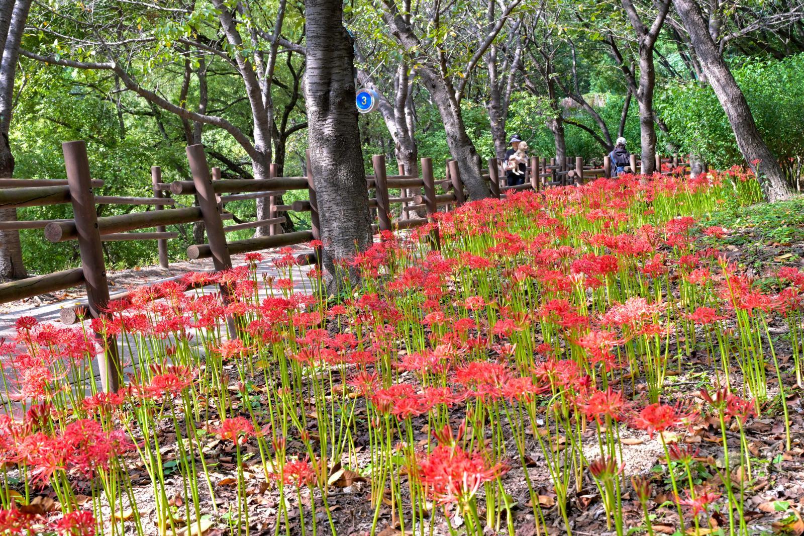 꽃무릇 산책로(선암호수공원) 의 사진