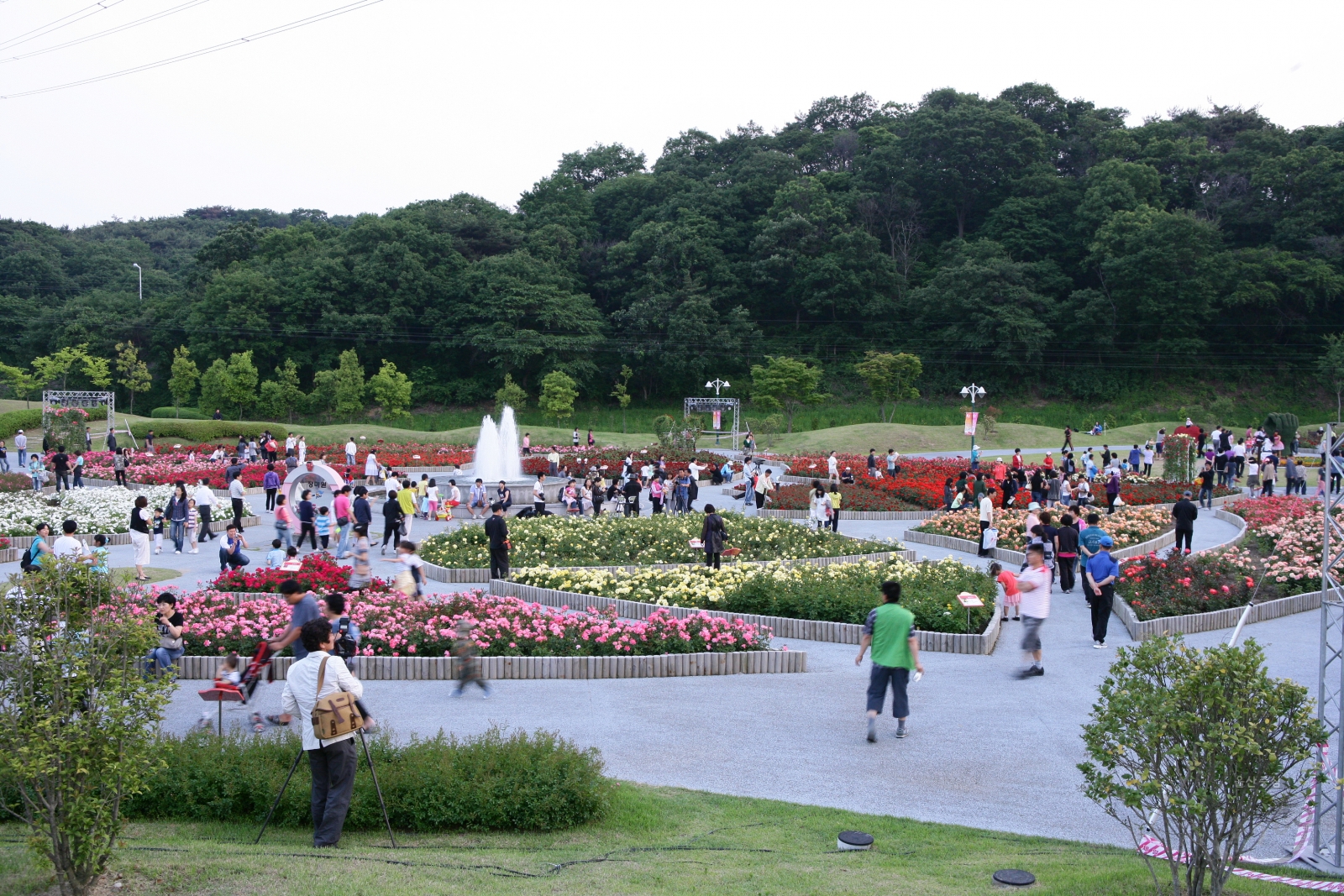 울산대공원 장미축제 의 사진