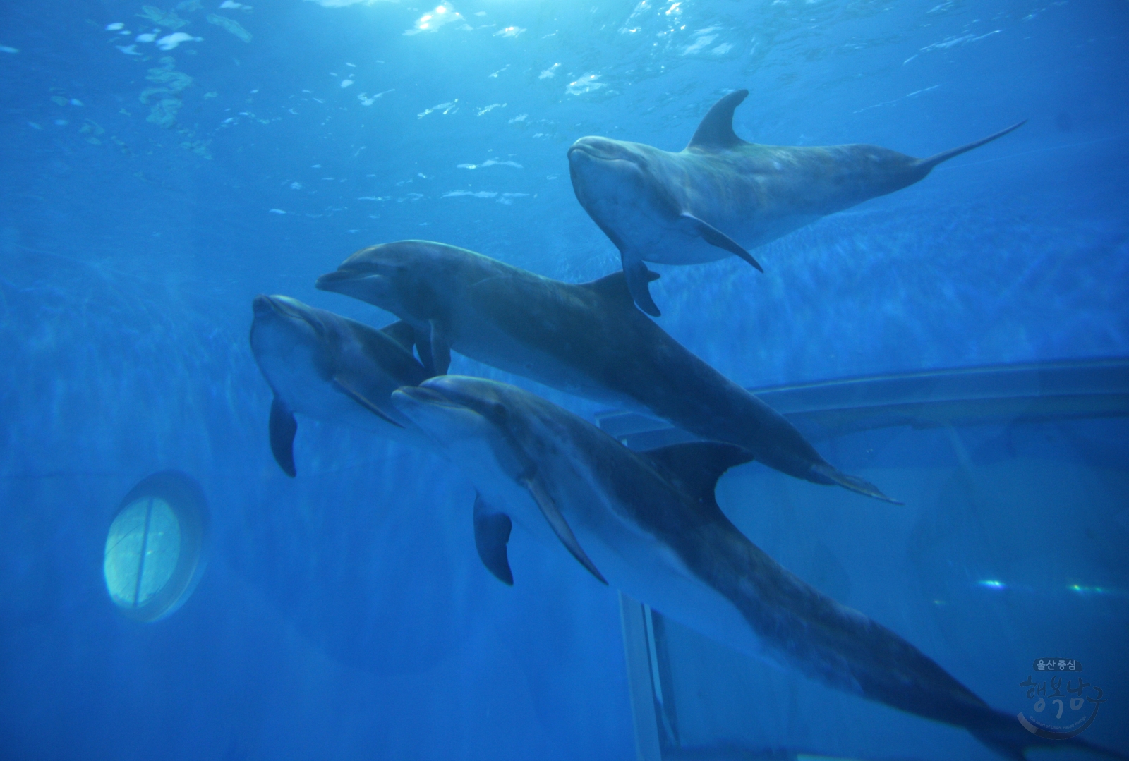 고래생태체험관 고래입수 의 사진