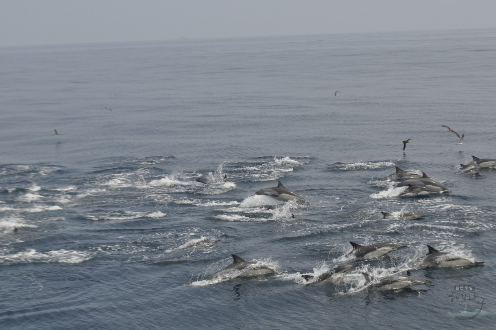 고래바다여행선 돌고래 발견 의 사진