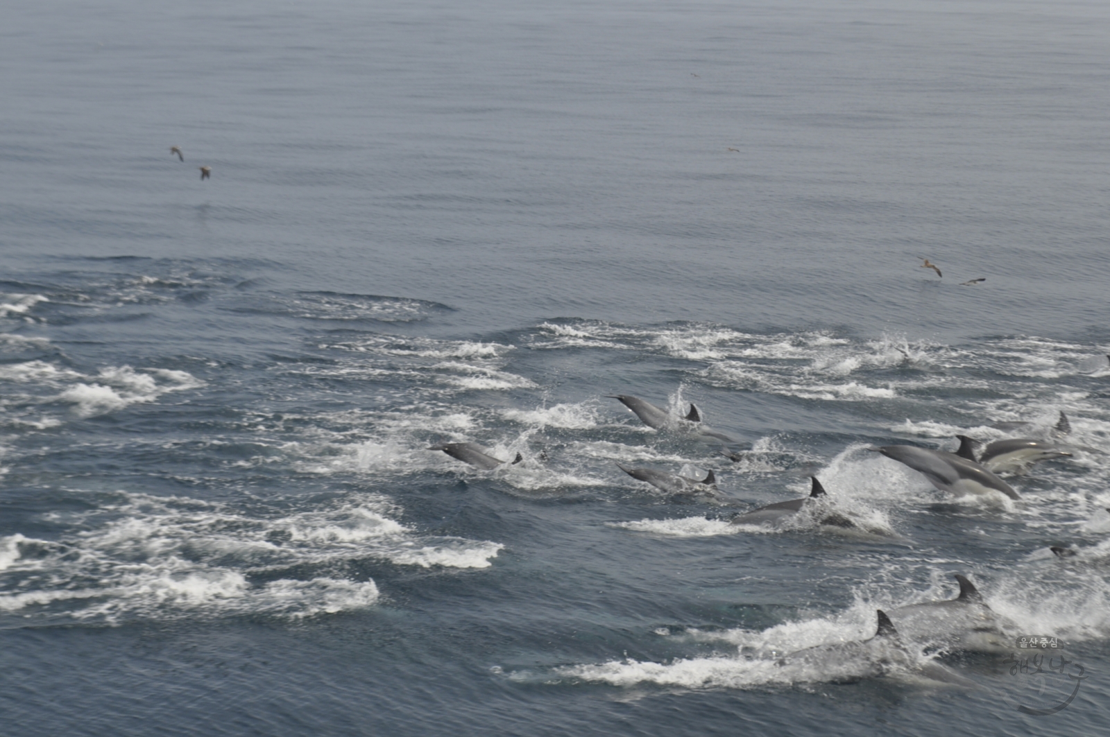 고래바다여행선 돌고래 발견 의 사진