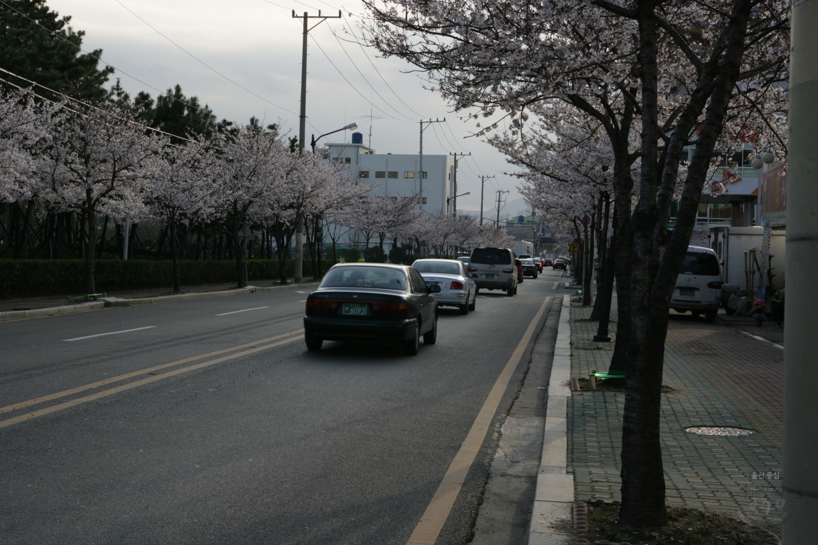 도로변 벚꽃나무 의 사진