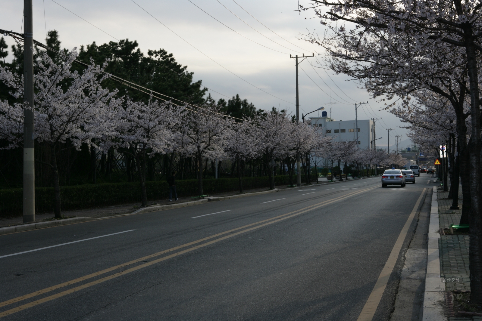 도로변 벚꽃나무 의 사진