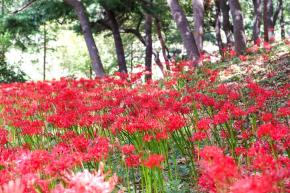 선암호수공원 꽃무릇 - 울남9경 사진
