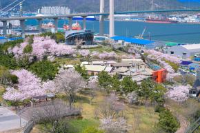 벚꽃 (장생포고래문화마을) 사진