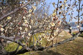 매화(선암호수공원) 사진