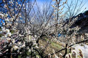 선암호수공원 (매화 개화) 사진