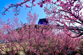 홍매화 (장생포고래문화마을) 사진