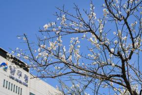 매화 개화 - 남구청 광장 사진