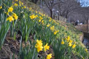 수선화 (선암호수공원) - 울남9경 사진