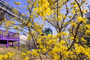 산수유꽃 (고래문화마을) 사진