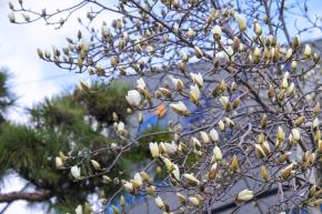 목련꽃 (남구청 광장) 사진