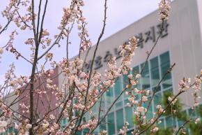 벚꽃 개화 (선암호수공원) 사진