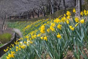 수선화 꽃길 - 울남9경 사진