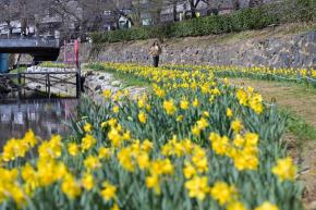 무거천 수선화 정원 사진