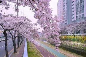 여천천 벚꽃 사진