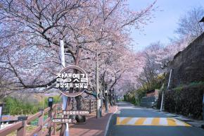 장생포 벚꽃길(장생옛길) 사진