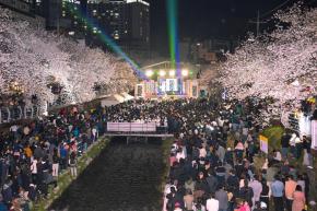 제15회 궁거랑 벚꽃 한마당 사진