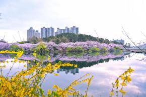 선암호수공원 벚꽃 풍경 - 울남9경 사진