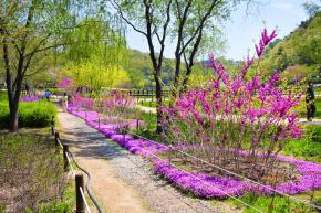 선암호수공원 산책로 봄풍경 사진