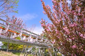 장생포고래문화마을 겹벚꽃 사진