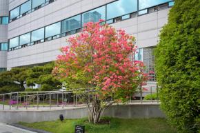 남구청 개청40주년 기념식수 '제주참꽃' 사진