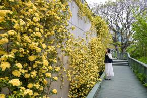 목향장미 (고래문화마을) 사진