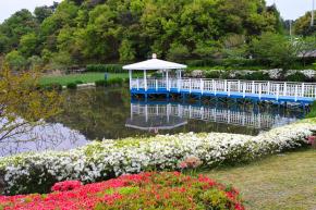 선암호수공원 제2연꽃지 (영산홍) 사진