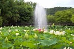 선암호수공원 연꽃지 사진